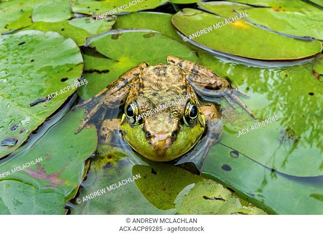 Green Frog (Rana clamitans) at rest on lily pad leaves on Horseshoe Lake in Muskoka near Rosseau, Ontario, Canada