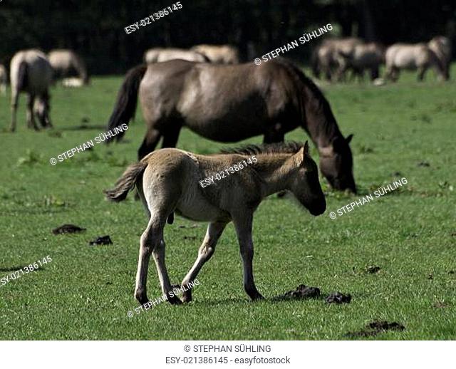 Wildpferde im Münsterland