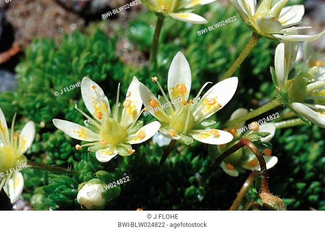 saxifrage Saxifraga bryoides
