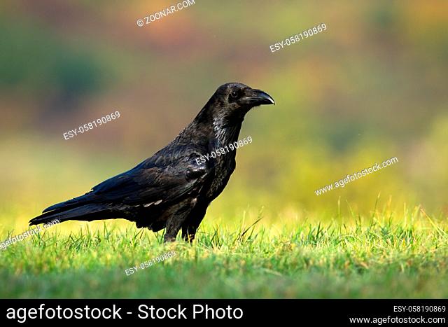 Interested solitary common raven, corvus corax, sitting on a meadow with green grass in summer at sunrise. Alert wild bird with massive dark bill on the ground...