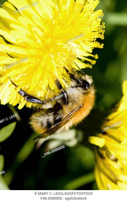 Shetland Bumblebee, Bombus muscorum, Large Carder Bee