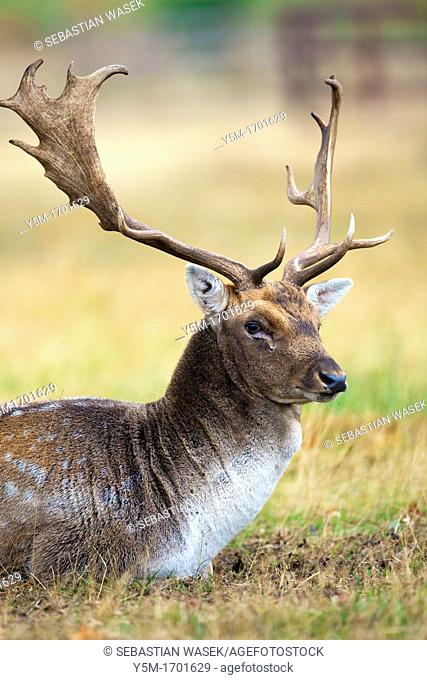 Deer Dama dama, Bradgate Park, public park in Charnwood Forest, Newton Linford, Leicestershire, UK, Europe