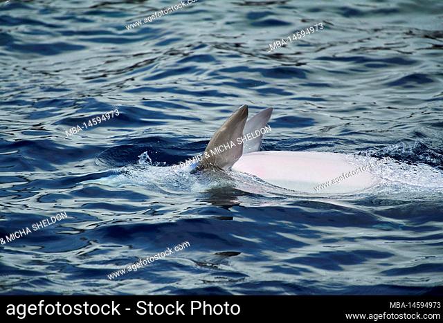 Atlantic bottlenose dolphin (Tursiops truncatus), front flippers (flipper), detail, swimming, on water surface, Germany
