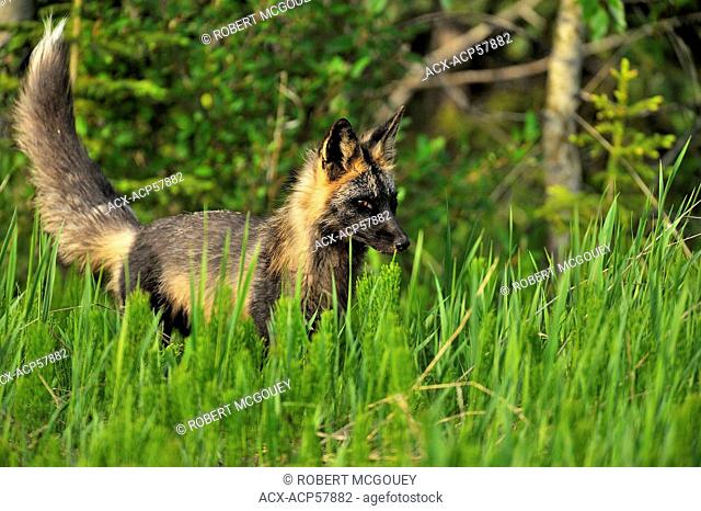 A wild cross fox searching for prey through the tall green meadow grass in the warm summer sun