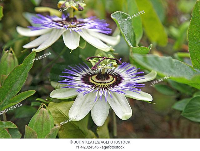 Blue and White Passion flowers or passion vines (Passiflora caerulea)