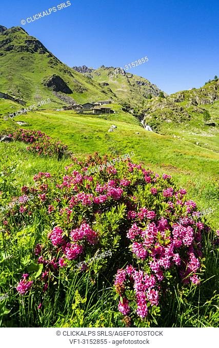 Summer blooming of rhododendron in Valgrosina valley. Malghera, Grosio, Sondrio district, Lombardy, Italy