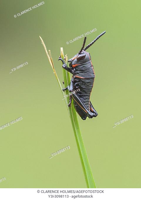 An Eastern Lubber Grasshopper (Romalea microptera) nymph (early instar) perches on a blade of grass