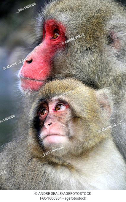 Female Japanese macaque and pup, Macaca fuscata, Jigokudani Monkey Park, Joshinetsu Kogen National Park Yamanouchi, Shimotakai, Nagano, Japan