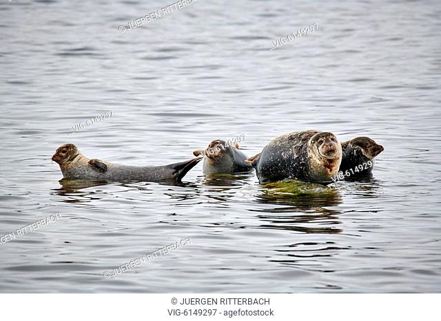 harbor seal (Phoca vitulina), Svalbard or Spitsbergen, Europe - , Svalbard, 24/06/2018
