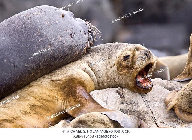 South American Sea Lion Otaria flavescens hauled out on small rocky islet just outside Ushuaia, Argentina in the Beagle Channel  The South American sea lion is...