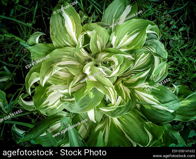 An ornamental plant with bright green and white leaves-Hosta undulata mediovariegata for landscaping and design of gardens and parks