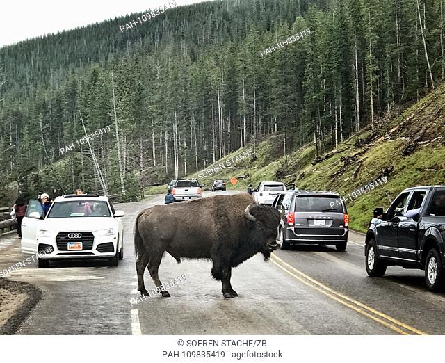 19.06.2018, USA, Canyon Village: A bison (Bos bison) stands on the 89 road near Mammoth Hot Springs and forces the cars to stop