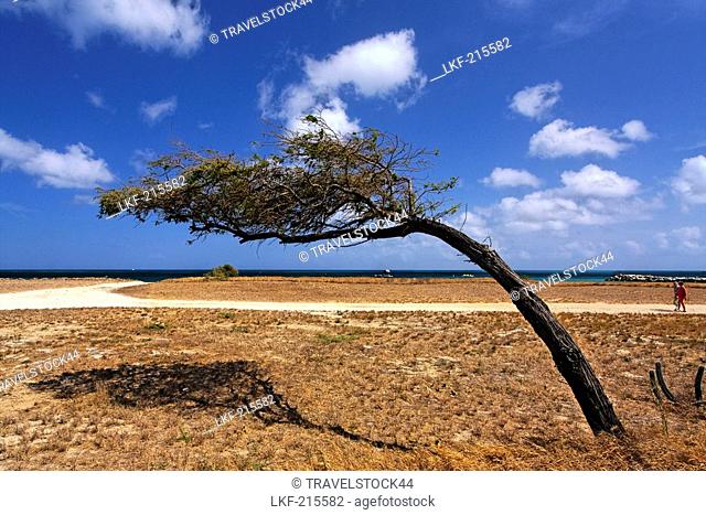 West Indies, Aruba, Dibi Divi Tree
