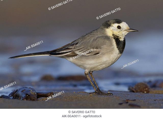 White Wagtail, Adult standing on the sand, Campania, Italy (Motacilla alba)