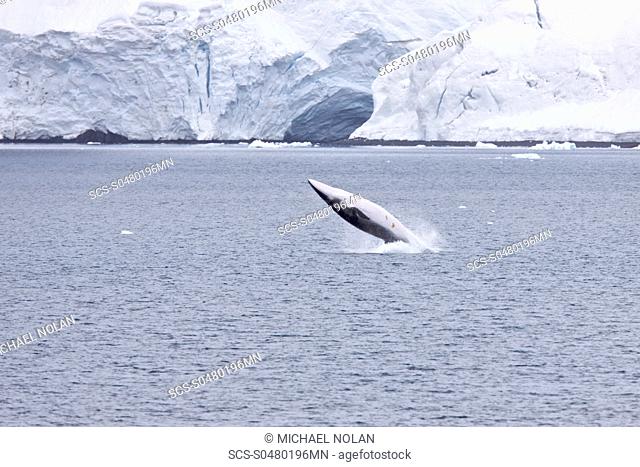 Adult Antarctic Minke Whale Balaenoptera bonaerensis breaching near the Antarctic Peninsula This whale is also known as the Southern Minke Whale The minke whale...