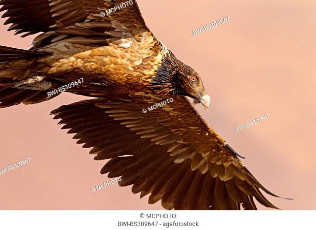 Lammergeier, Bearded Vulture (Gypaetus barbatus meridionalis), gliding squeaker, South Africa, Kwazulu-Natal
