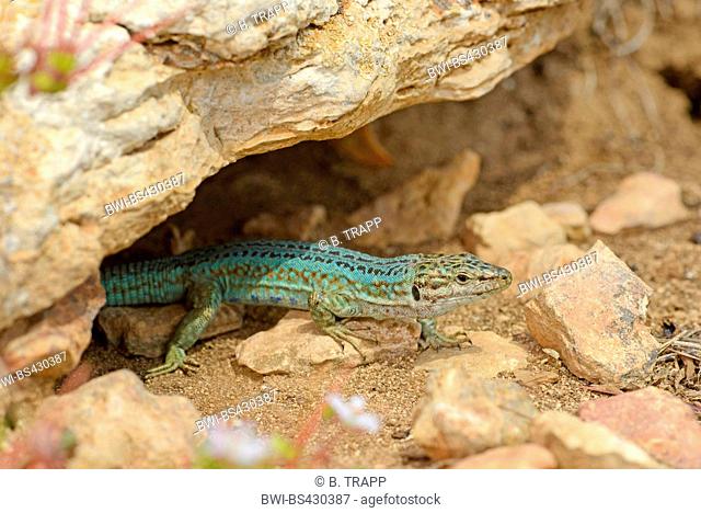 Formentera wall lizard (Podarcis pityusensis formenterae, Podarcis formenterae), male in its habitat, Spain, Balearen, Formentera