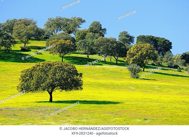 Dehesa (wooded meadow typical of southern Spain) in the spring.Badajoz province.Extremadura.Spain