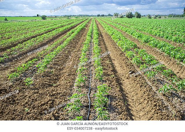 Young tomato plants planted in two lines each furrow. Drip irrigation system for saving water