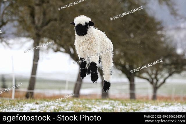 28 January 2023, Baden-Württemberg, Langenenslingen: A Valais black-nosed sheep jumps into the air on a snow-covered meadow. Photo: Thomas Warnack/dpa