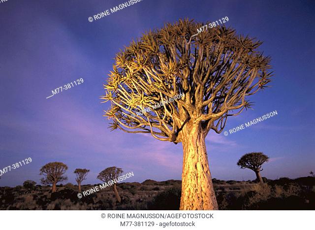 'Kokerboom' or quiver trees (Aloe dichotoma). Keetmanshoop, Namibia
