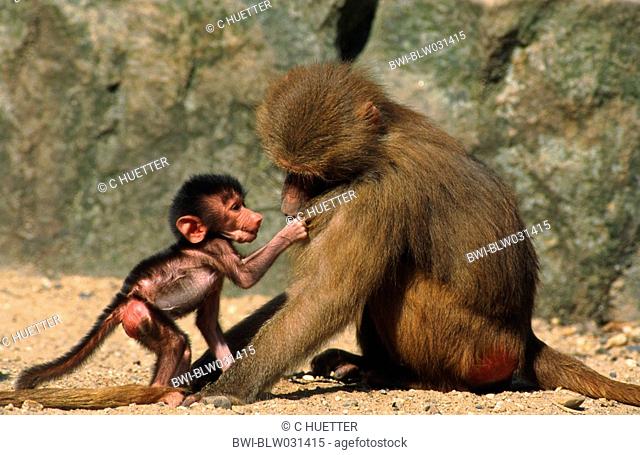hamadryas baboon, sacred baboon Papio hamadryas, mother playing with young