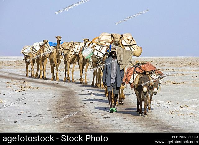 Cameleer of the Afar / Danakil tribe leading camel train / salt caravan with camels through Danakil Desert, hottest place on Earth, Ethiopia, Africa