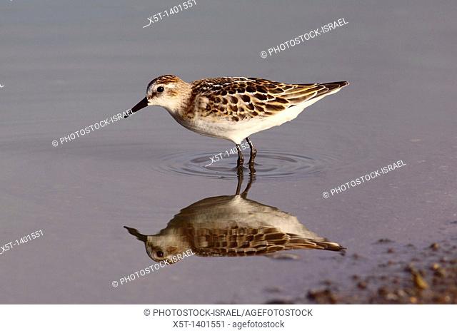 little stint Calidris minuta  This small wading shorebird is a migrant, breeding in the sub-Arctic tundra and islands, and spending the winter around the coasts...