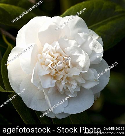 Camellia Japonica Nobilissima