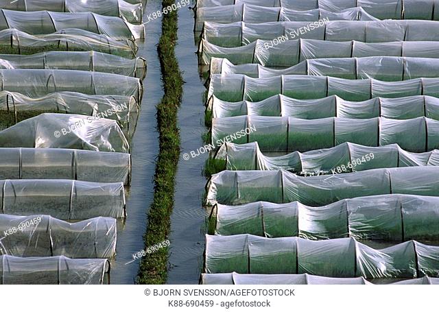 Crops covered by plastic, Xishuangbanna, Yunnan, China