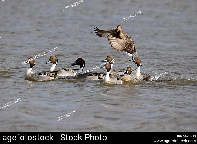 Northern pintail (Anas acuta), adult female, in flight, chased by a group of males on the lake, Gloucestershire, England, United Kingdom, Europe