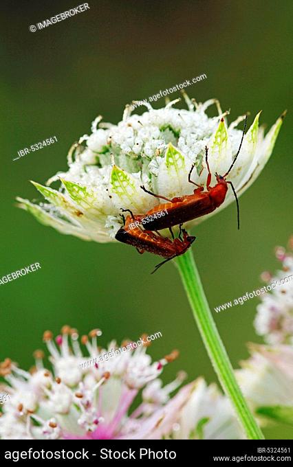 Great masterwort (Astrantia major) and common red soldier beetle (Rhagonycha fulva), copulating pair, North Rhine-Westphalia, red-yellow soft-bodied beetle