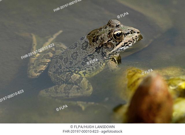 Iberian Marsh Frog Pelophylax perezi adult, at surface of shallow water, Arroyo de la Vid, Monfrague N P , Extremadura, Spain, June
