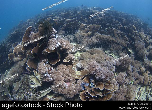 Coral reef with brown hard and soft corals, Taliabu Island, Sula Islands, Indonesia