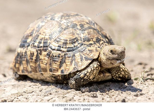 Leopard tortoise (Geochelone pardalis), Mamili National Park, Caprivi Strip, Namibia, Africa