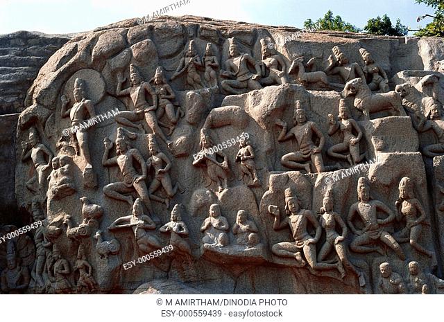 Twenty seven meters long and nine meters high bas relief largest and finest rock carving Arjuna Penance , Mahabalipuram Mamallapuram , Tamil Nadu , India