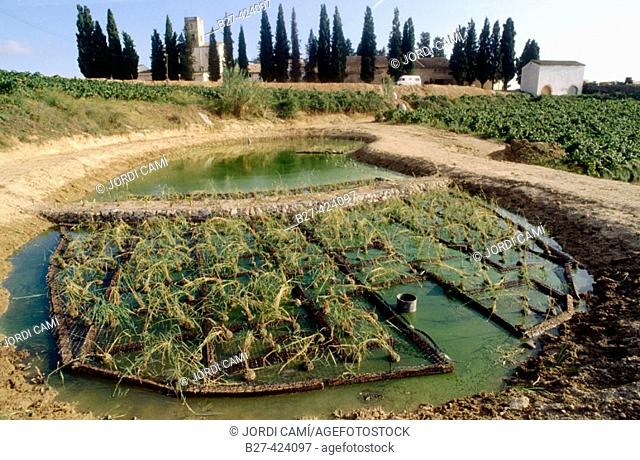 Natural purifier at Albet i Noya biological organic vineyards. Sant Pau d'Ordal, L'Alt Penedés, Barcelona province, Spain