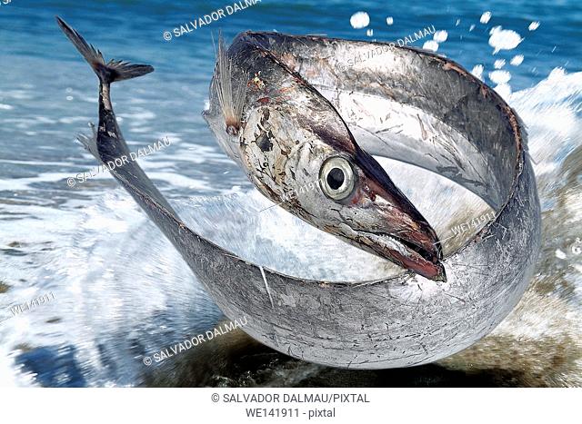 sablefish, Scientific name Trichiurus lepturus, digital creative assembly, Mediterranean Sea, Girona, Catalonia, Spain, Europe