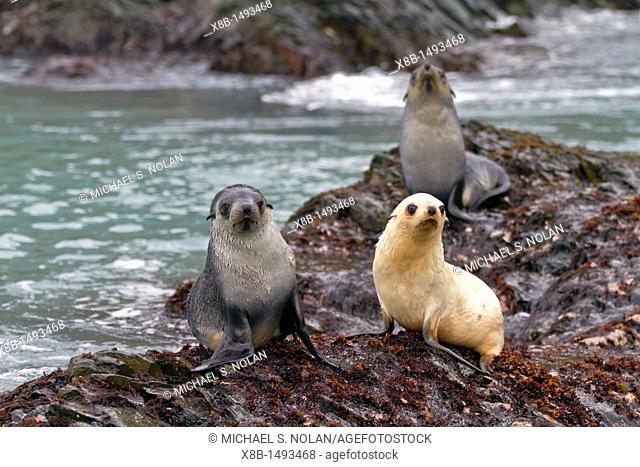 Leucistic lack of melanin, or blond Antarctic fur seal pup Arctocephalus gazella on South Georgia, Southern Ocean  MORE INFO Around 95 of the world population...