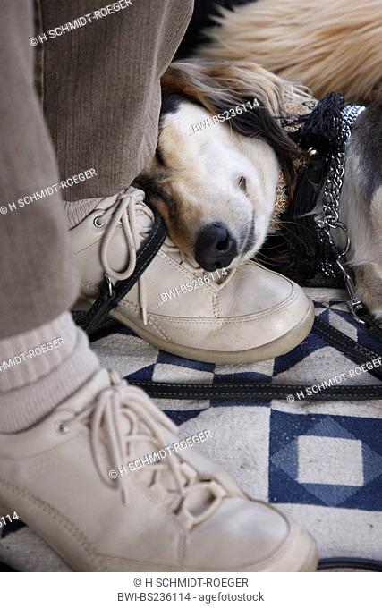 Saluki Canis lupus f. familiaris, sleeping with the head on a shoe, Germany