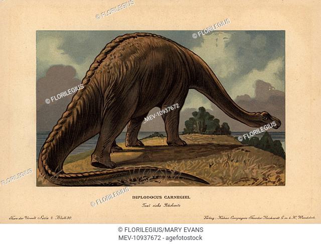 Diplodocus carnegii, extinct genus of diplodocid sauropod dinosaur from the Jurassic. . Colour printed (chromolithograph) illustration by F