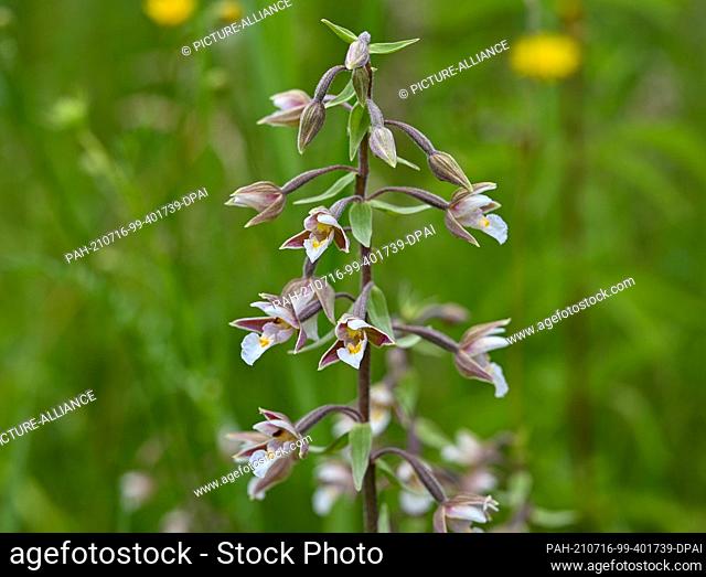 14 July 2021, Brandenburg, Zehdenick: A flowering orchid of the species Sumpf-Stendelwurz (Epipactis palustris), also called Sumpf-Sitter