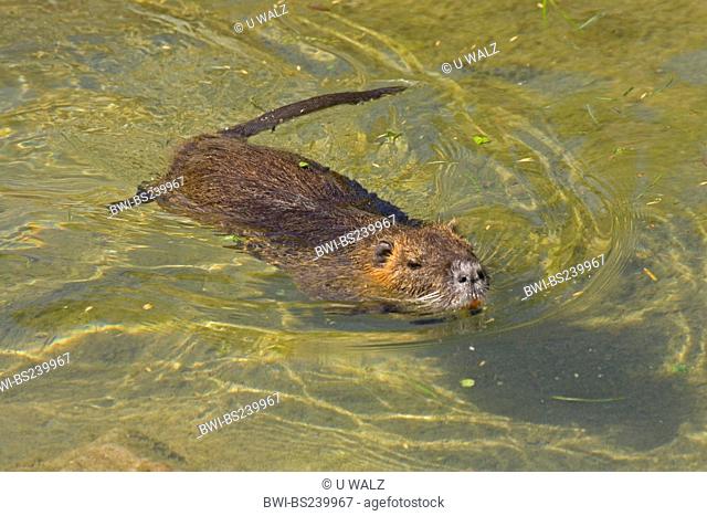 coypu, nutria Myocastor coypus, swimming in shallow water
