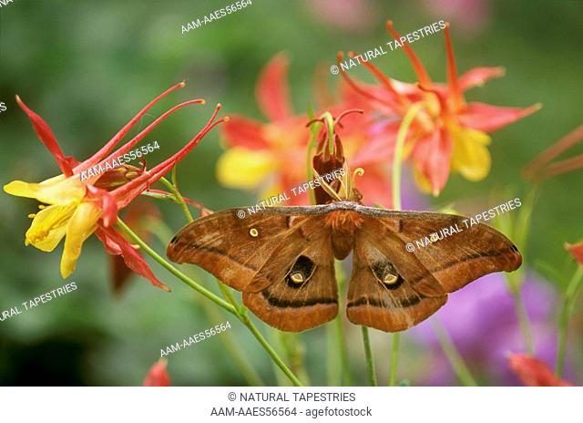 Polyphemus Moth on Columbine Western PA