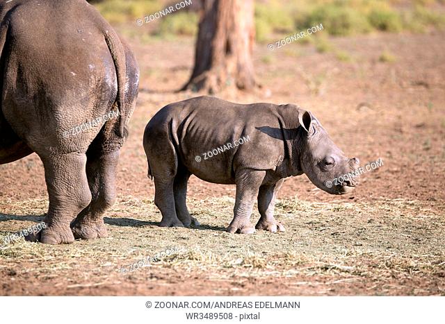 Nashorn Baby