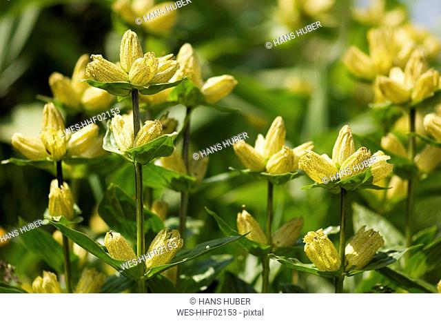 Great Yellow Gentian flowers Gentiana lutea