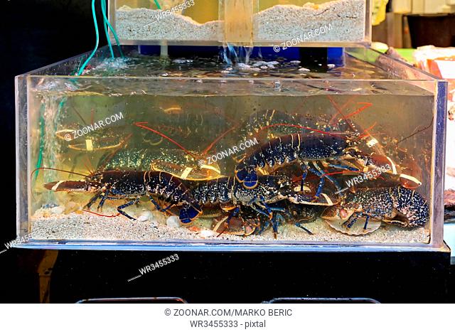Live Lobsters in Water at Fish Market