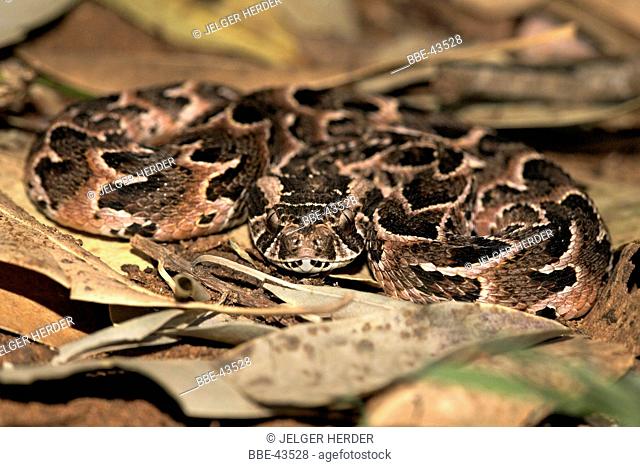 The highly venomous Puff Adder (Bitis arietans) is responsible for the highest number of fatal snake bites in Africa
