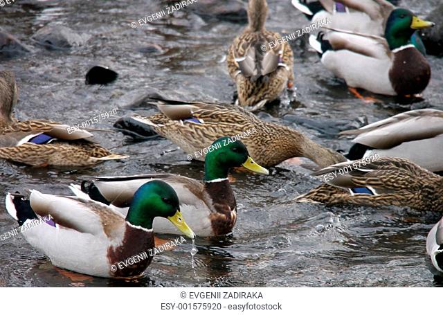 Ducks on the river in winter