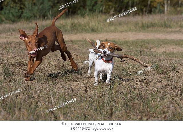 Magyar Vizsla dog and Jack Russel Beagle mixed-breed dog playing with a stick